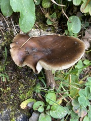 Melanoleuca