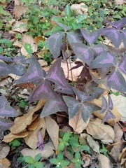 Oxalis triangularis