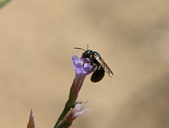 Ceratina strenua