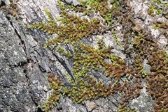 Macromitrium microstomum