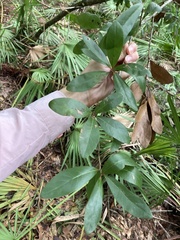 Quercus laurifolia