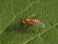 Condylostylus caudatus