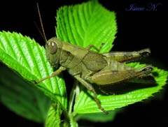 Melanoplus scudderi