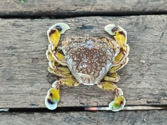 Matuta