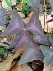 Oxalis triangularis