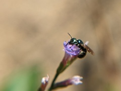 Ceratina strenua