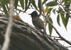 Pycnonotus cafer