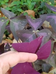 Oxalis triangularis