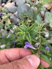 Scutellaria galericulata