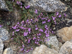 Epilobium obcordatum