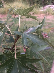 Phyllocnistis liquidambarisella