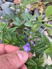 Scutellaria galericulata