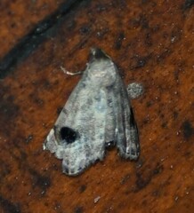 Abablemma brimleyana