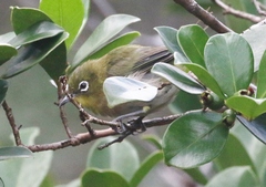 Zosterops japonicus