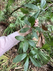 Quercus laurifolia