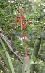 Aechmea bracteata