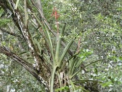 Aechmea bracteata