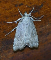 Cutina albopunctella