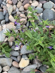 Scutellaria galericulata