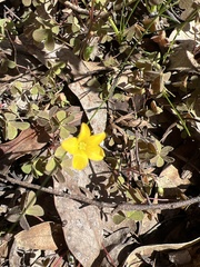 Oxalis perennans