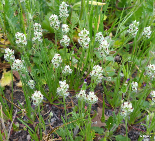 Plantago erecta