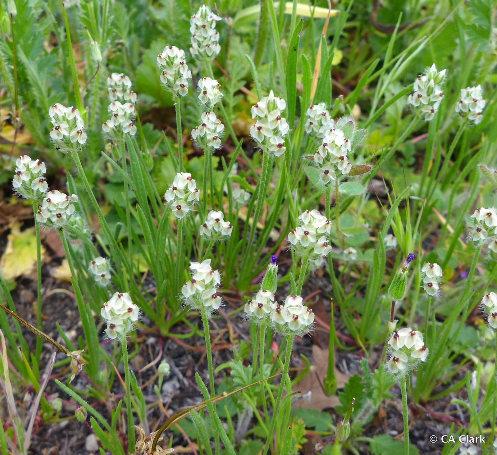 Plantago erecta