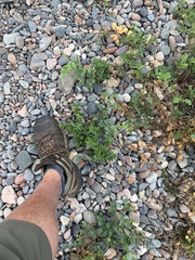 Scutellaria galericulata