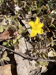 Oxalis perennans