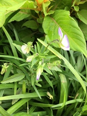 Viola × wittrockiana
