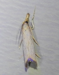 Crambus albellus