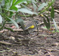 Phylidonyris novaehollandiae