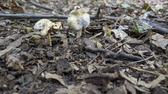 Pseudosperma sororium