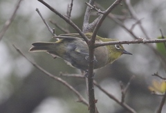 Zosterops japonicus