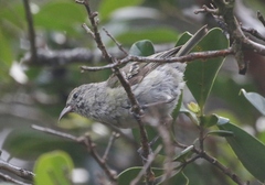 Chlorodrepanis flava