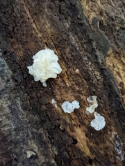 Tremella