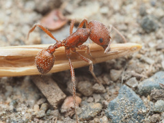 Pogonomyrmex occidentalis