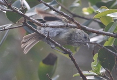 Chlorodrepanis flava