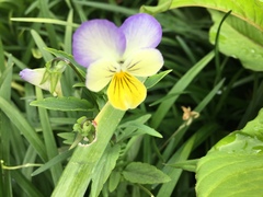 Viola × wittrockiana