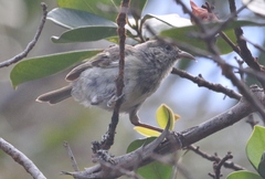 Chlorodrepanis flava