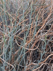 Papilio polyxenes rudkini