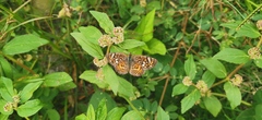 Phyciodes pallescens
