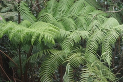 Cyatheales