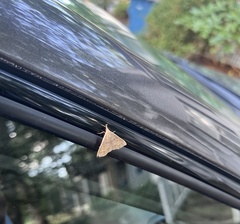 Bleptina caradrinalis