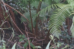 Cyatheales