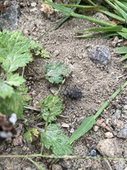 Cicindela duodecimguttata