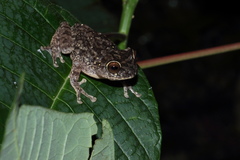 Raorchestes ponmudi