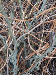 Papilio polyxenes rudkini