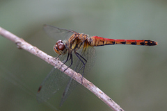 Sympetrum darwinianum