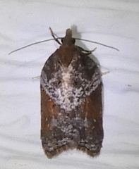 Acleris celiana