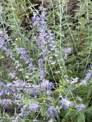 Salvia yangii